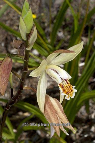 bletilla ochracea 3 graphic